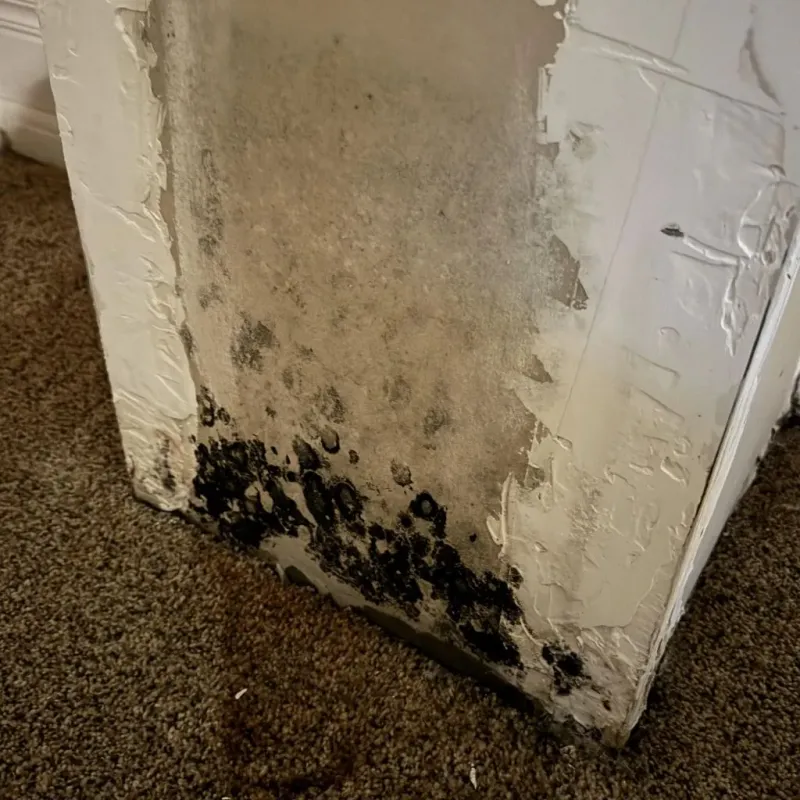Professional Mold Removal in Dana Point, CA